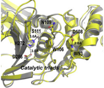 Image:Catalytic triads.png