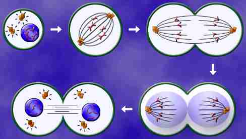 Image:mitosis.jpg