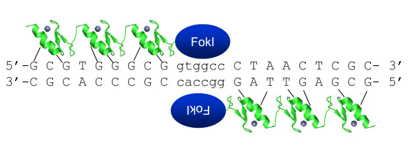 Image:ZFN DNA Scissors.jpg