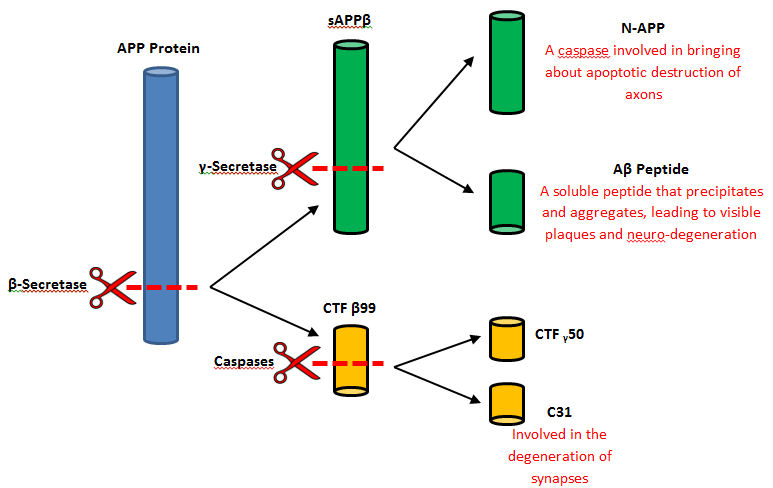 Image:CleavageOfBSecretase.jpg