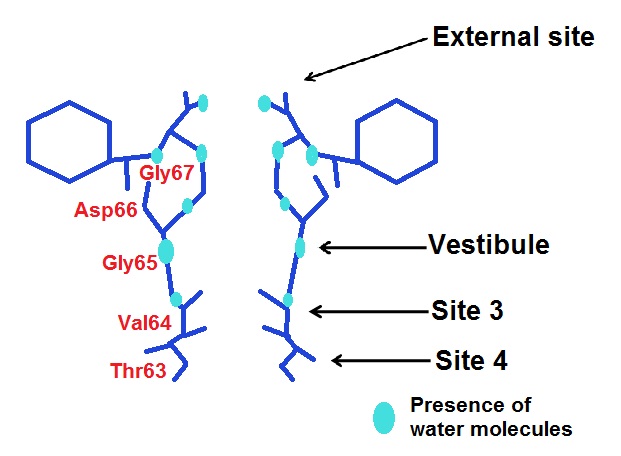 The different ions binding site