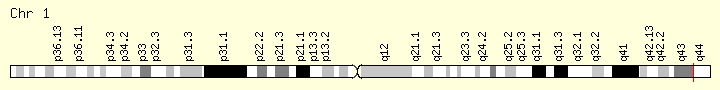 Image:CEP170-gene.png