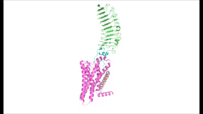Image:TSHR MorphBetterAngle GIF.gif