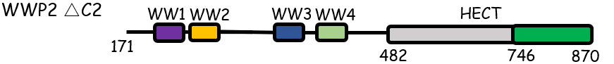 Image:WWP2_Scheme_from_paper_fig_1A_top.png