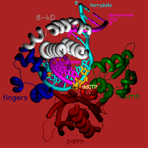 Image:PolB_1.gif