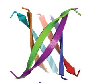 Fig. 3 Ribbon representation of the cylindrin crystal structure.
