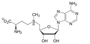 Image:S-adenosyl-L-methionine.jpg