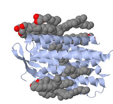 Image:Bacterio.JPG