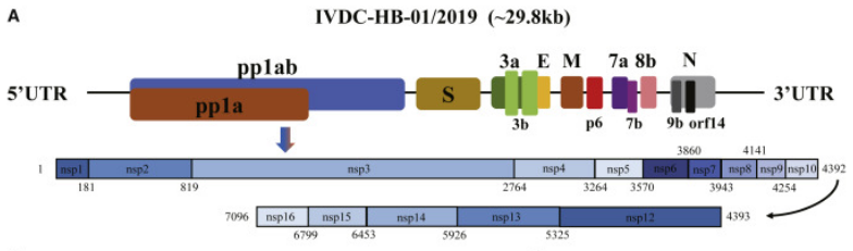 Image:Genome.png