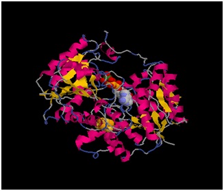 Figure 1. Ribbon diagram of the Fe protein showing 2 dimers, an Fe4S4 cluster in the middle and an ATP-binding site in each subunit