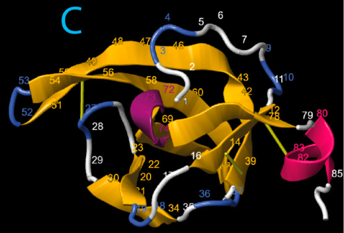 Image:Gajta et al 2024 Fig3C Isolated domain from AlphaFold2.png