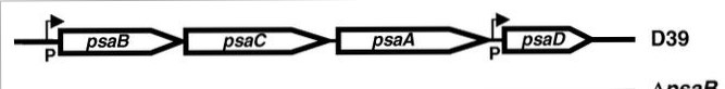 Image:operon psa.jpg