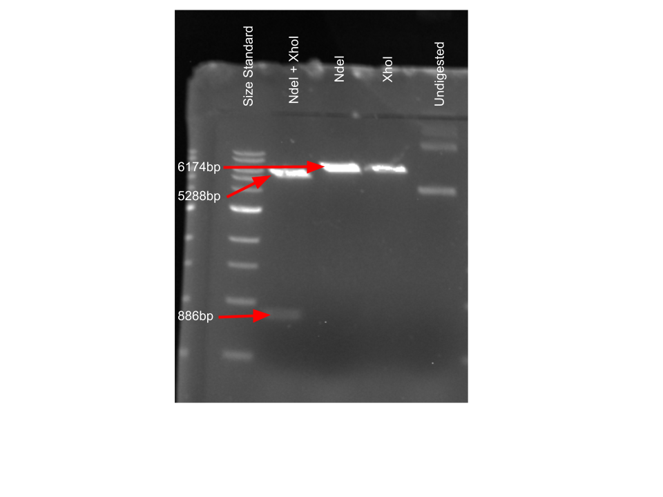 Image:Q8DN35 DNA Gel.png