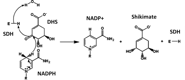 Image:SDH mechanism.png