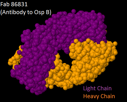 Image:Antibody ospb.png