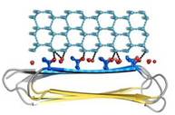 Fig. 4. Docking of RiAFP to the primery prism plane of a hexagonal ice lattice