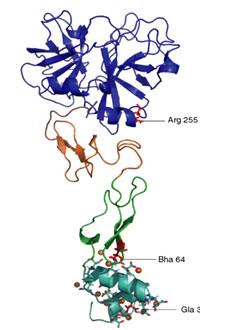 Image:Figure 1.JPG