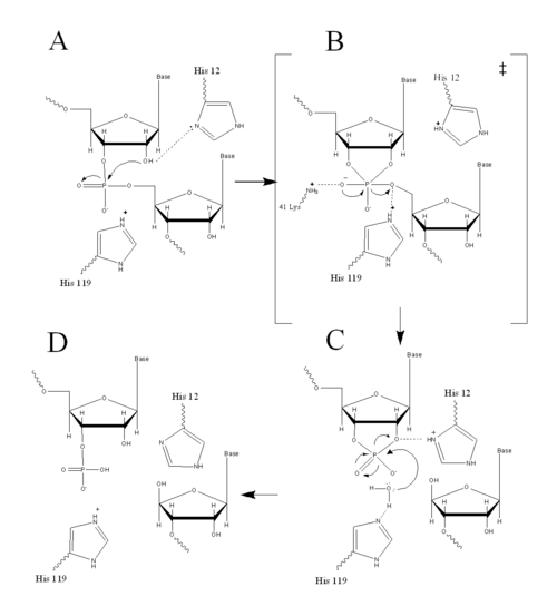 RNAse A Mechanism