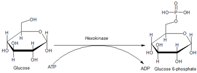 Image:SugarKinaseMechanism.png