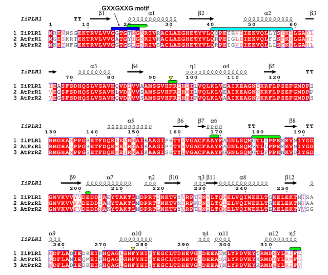 Image:Amino-acid sequence alignment of IiPLR and AtPrRs.png