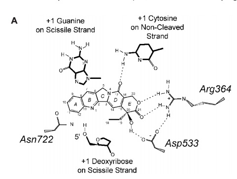 Image:CPT and Enzyme.jpg