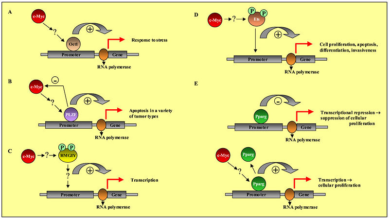 Image:C-myc_mechanism.jpg