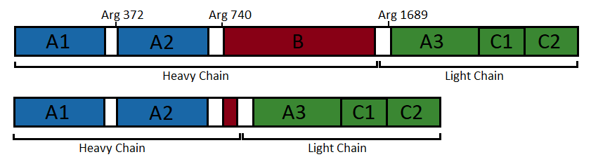 Image:Domain organisation factorVIII (un)cleaved.png