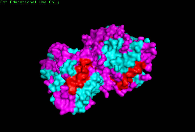 Image:Caspase_6.jpg