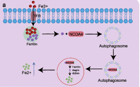 Image: Ferritin_NCOA4_Receptor.png