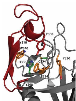 Image:Figure active site.jpg‎