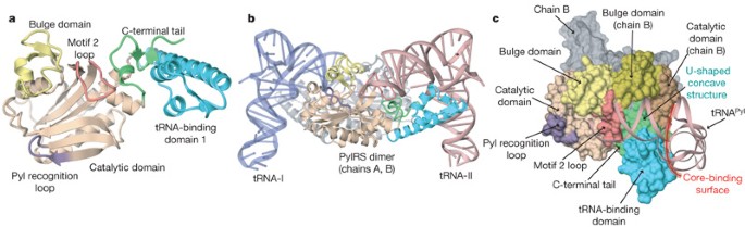 Image:41586_2009_Article_BFnature07611_Fig1_HTML.jpg