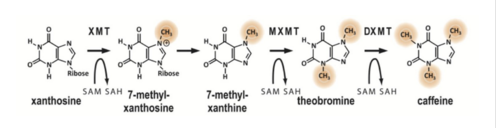 Image:Caffeine_mechanism.png