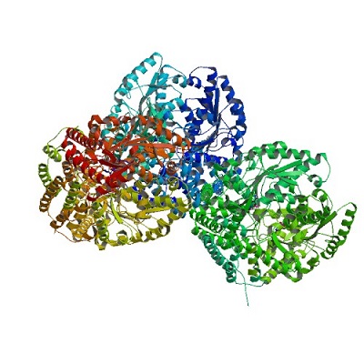 Figure 1. Asymmetrical unit of Histidine Decarboxylase formed by 3 homodimer-subunits)