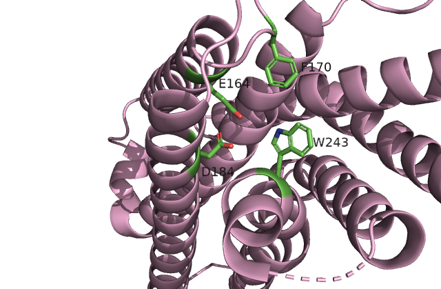 Image:Active site amino acids 3.png