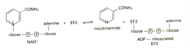 Image:Toxin-1.jpg