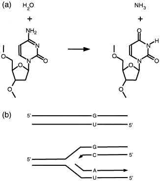 Image:Deamination of cytosine.Gabriel.gif