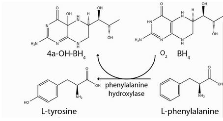 Image:PAH mechanism of action.jpg