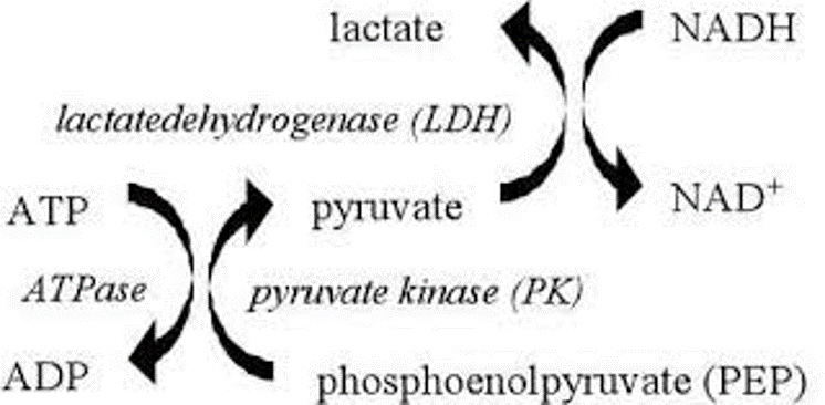 Image:Coupled Kinase Assay Mech.png
