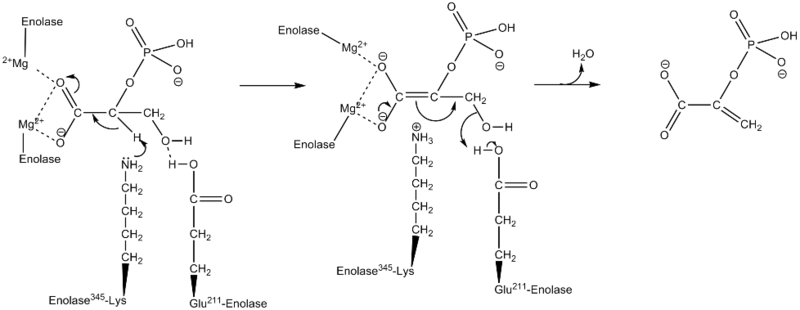 Mechanism for conversion of 2PG to PEP 