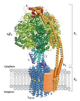 Two structural domains of ATP synthase.