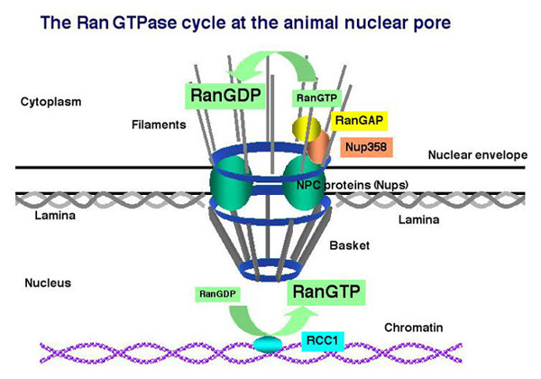 Image:Ran cycle.jpg