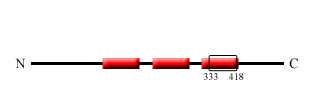 Image:helix 333 418.jpg