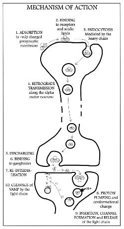 Mechanism of Action for Tetanospasmin.