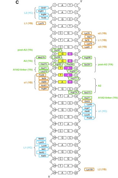 Image:NF-Y DNA.jpg