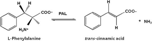 Figure 13. L-Phenylalanine substrate with k1 being the slow first step creating the stable carbanion, followed by a rapid product synsthesis in products CIN and Ammonia in Phenylalanine Ammonia Lyase enzyme.