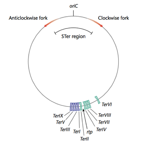 Image:Ter sites.png