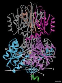 Figure 2. TDH Ribbon Model showing axes