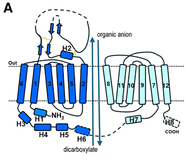 Fig 1. (A) Schematic diagram of human OAT1 topology and the overall transport process.