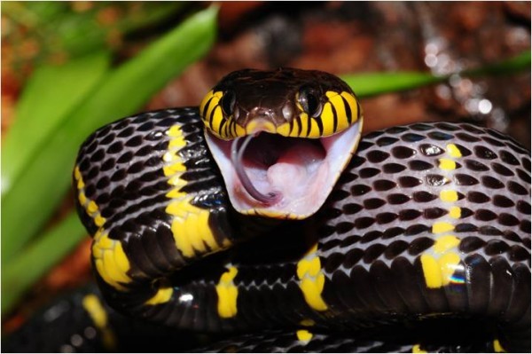 Image:Mangrove snake.jpg