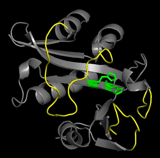 Image:AANAT loops & catalytics.png